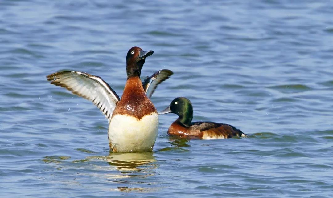 神奇生物大盤點(diǎn)！近兩年廣東出現(xiàn)的物種新記錄有這么多&hellip;