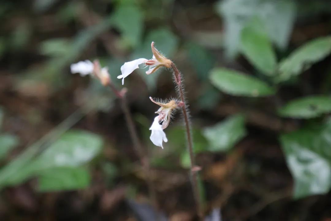 廣東首次發(fā)現(xiàn)西南齒唇蘭，刷新物種分布記錄