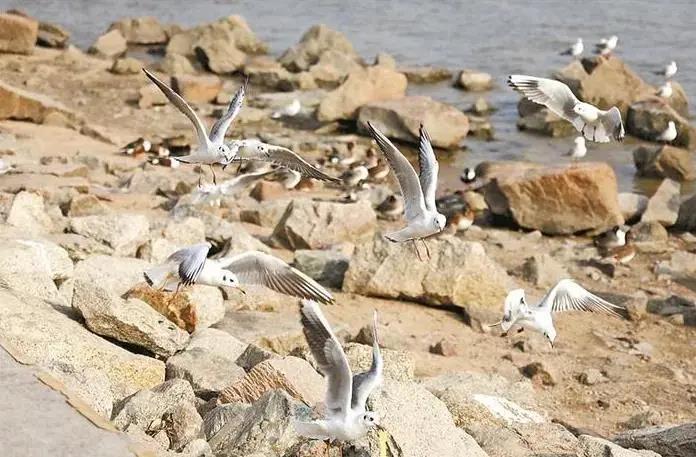 深圳迎來(lái)觀鳥賞魚最佳季節(jié)！