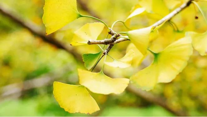 速來打卡&ldquo;銀杏染秋&rdquo;，韶關(guān)南雄銀杏文化旅游季開啟！