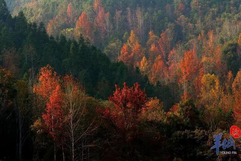 b08aadd26181fec5556050dd03d6564e.jpg 009.jpg