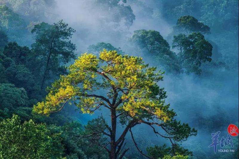 韶關(guān)車八嶺：姹紫嫣紅的晚秋美景