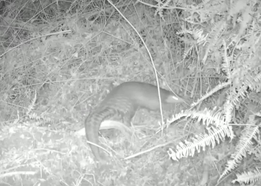 近20年來首次！河源新港保護(hù)區(qū)發(fā)現(xiàn)中華穿山甲