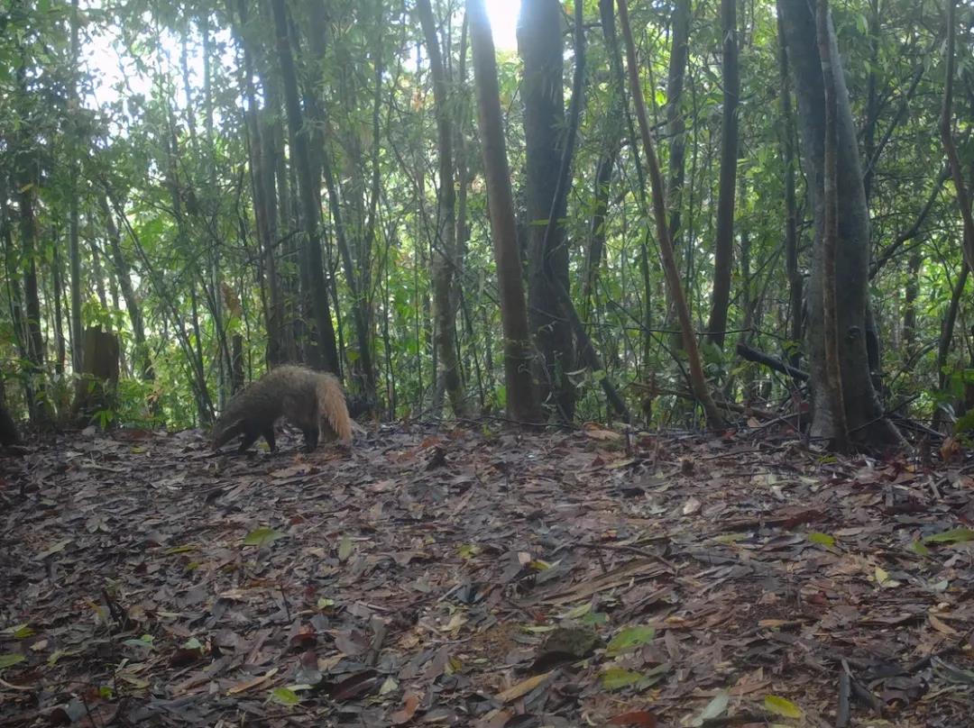 廣東樂昌楊東山十二度水保護(hù)區(qū)頻現(xiàn)&ldquo;珍稀瀕危野生動物&rdquo;