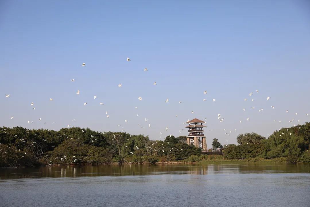 大批候鳥南下！廣東進(jìn)入最佳觀鳥季
