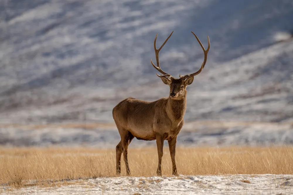 生態(tài)文明的標尺在于人與動物的距離