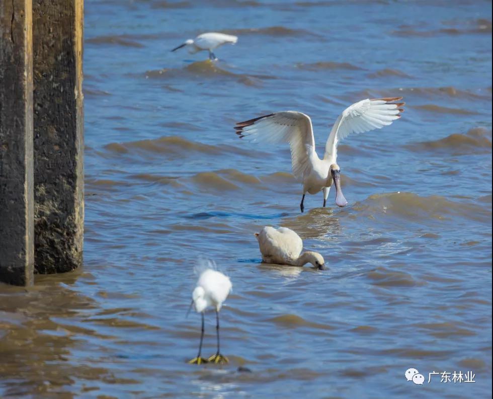 新年&ldquo;驚喜&rdquo;！東莞兩年后再發(fā)現(xiàn)黑臉琵鷺