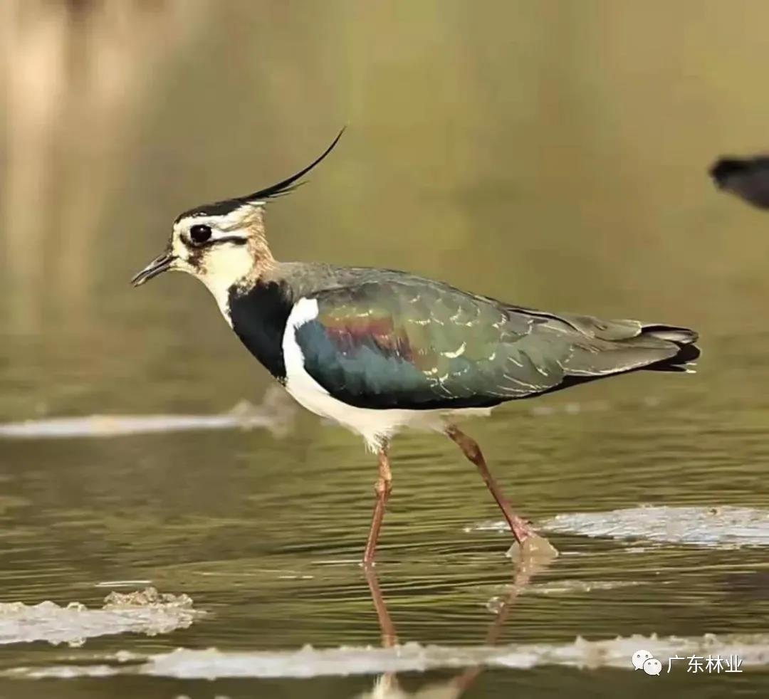 驚喜！鳳頭麥雞成群現(xiàn)身陽江