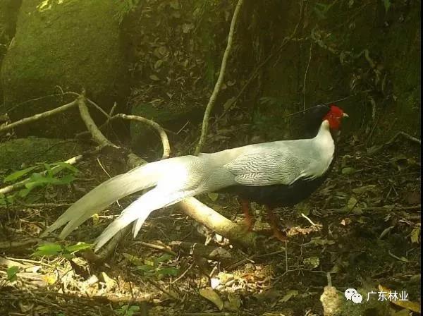 小靈貓、豹貓等&ldquo;國保&rdquo;動物現(xiàn)身東源康禾保護區(qū)！