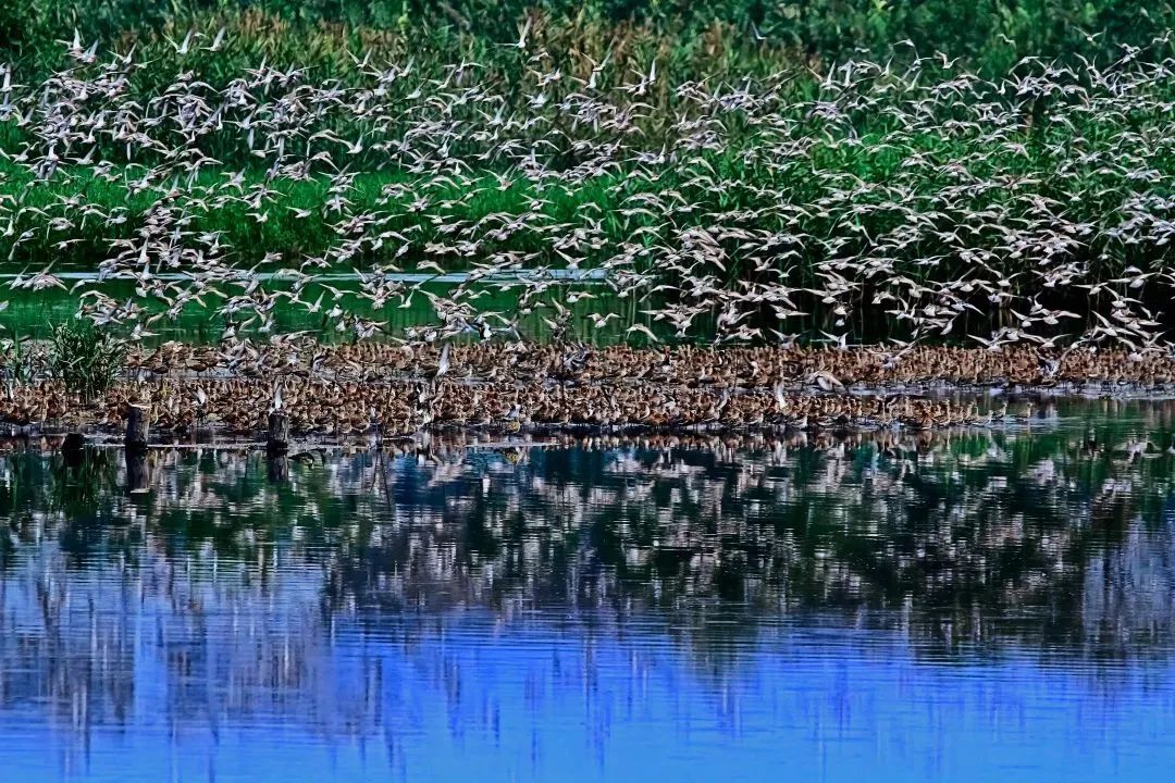 深圳共記錄野生動(dòng)植物2671種，看看你能認(rèn)出多少？