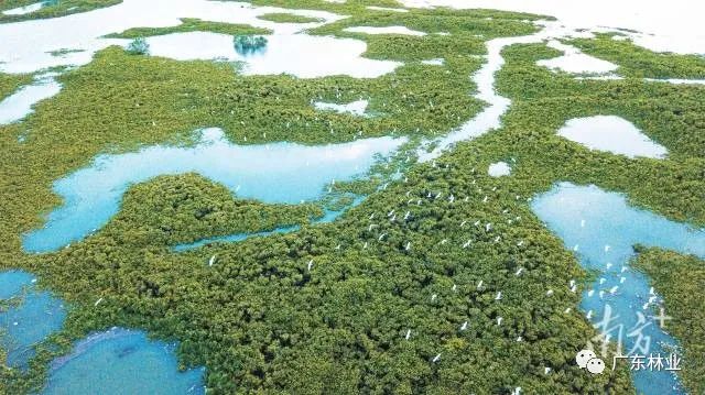 大氣磅礴！湛江紅樹(shù)林亮相央視《新聞聯(lián)播》