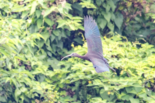 愛(ài)鳥(niǎo)周丨帶你認(rèn)識(shí)廣東特色鳥(niǎo)兒