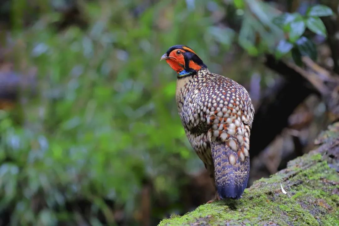 f456ef273cbd0176857a7f543dc2181e.jpg 002.jpg