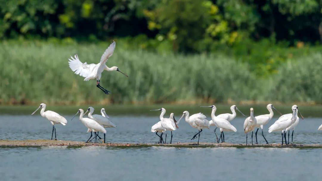 國(guó)際生物多樣性日丨有多少野生動(dòng)植物安家廣東？速看我省物種保護(hù)最新動(dòng)態(tài)！