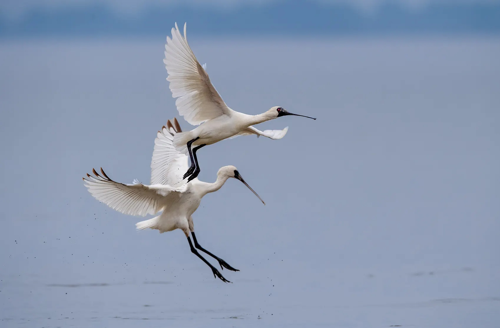 嶺南之南③丨來(lái)了就是深圳鳥(niǎo)！