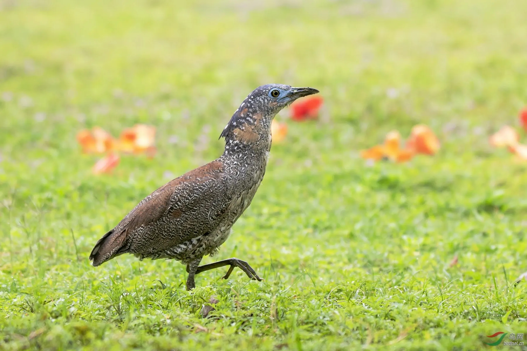 來(lái)頭不??！肇慶首次發(fā)現(xiàn)黑冠鳽！
