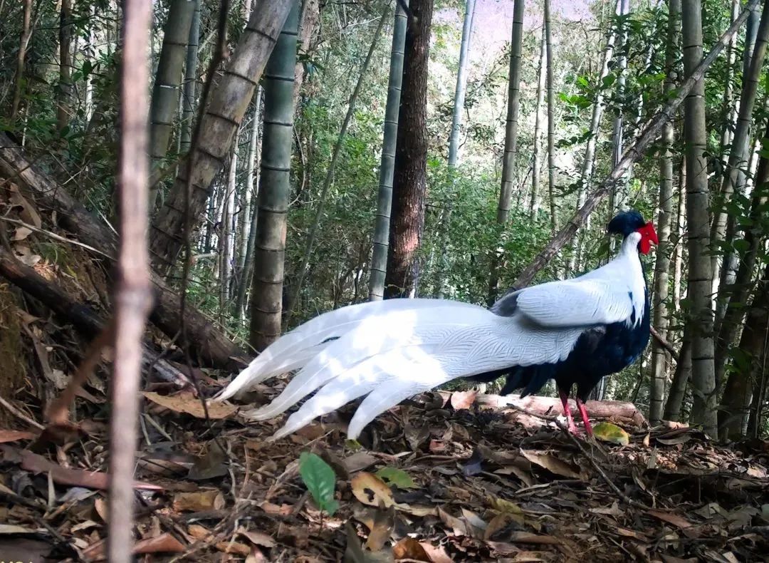 太驚艷了！河源&ldquo;林中仙子&rdquo;登上央視，霸屏近2分鐘......