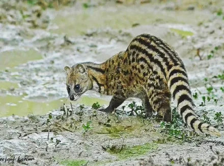 珍貴影像曝光！珠海淇澳島小靈貓首次&ldquo;帶娃&rdquo;亮相！