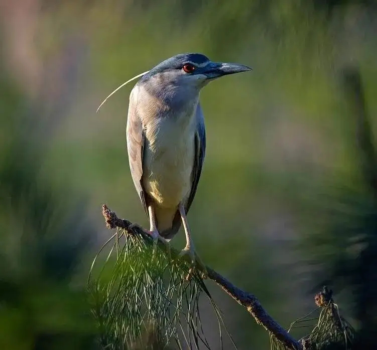澳盾身邊的自然觀察&mdash;&mdash;夜鷺
