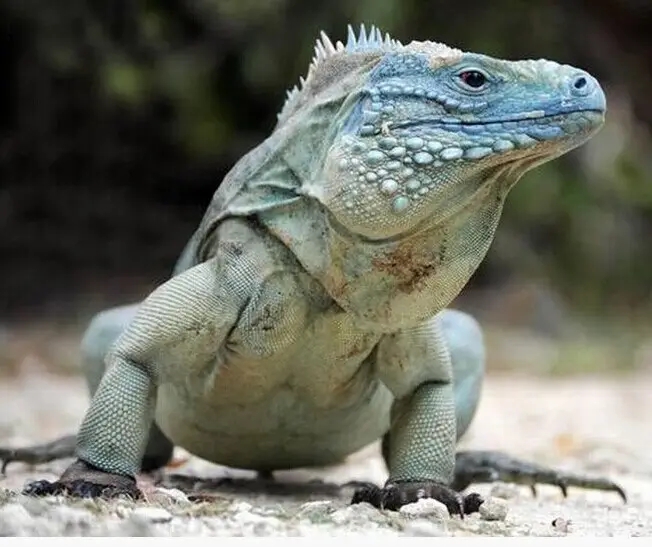 10余年后再現身！云浮發(fā)現國家二級保護動物長鬣蜥