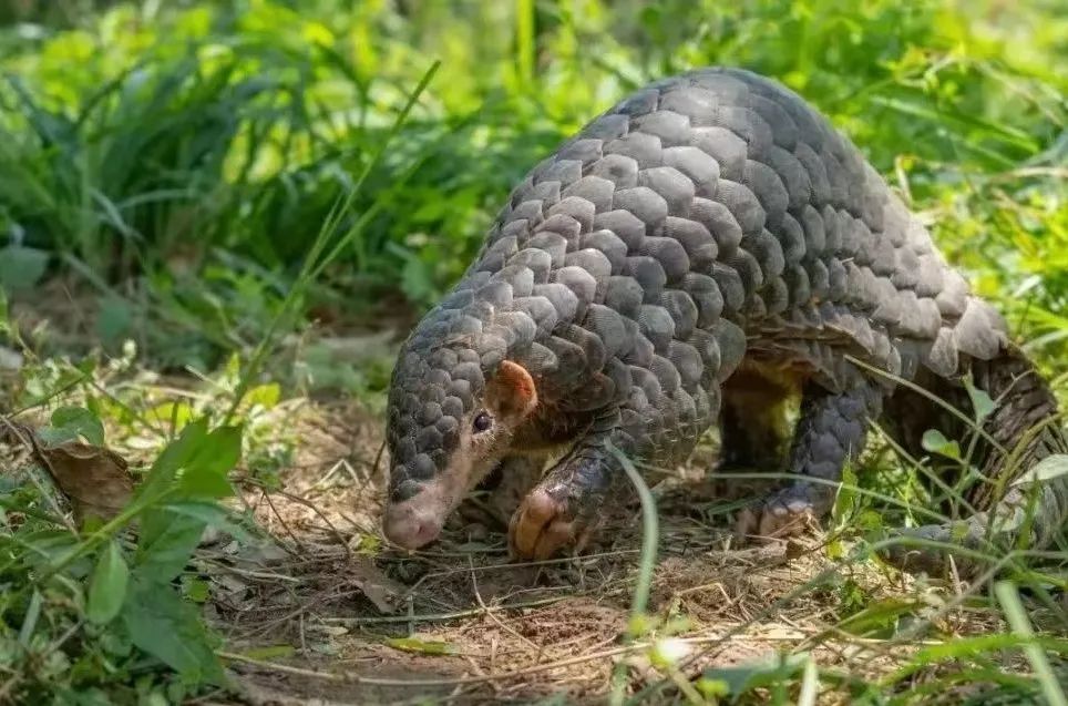 國家一級(jí)保護(hù)野生動(dòng)物再現(xiàn)茂名！內(nèi)有珍貴視頻，快來看！