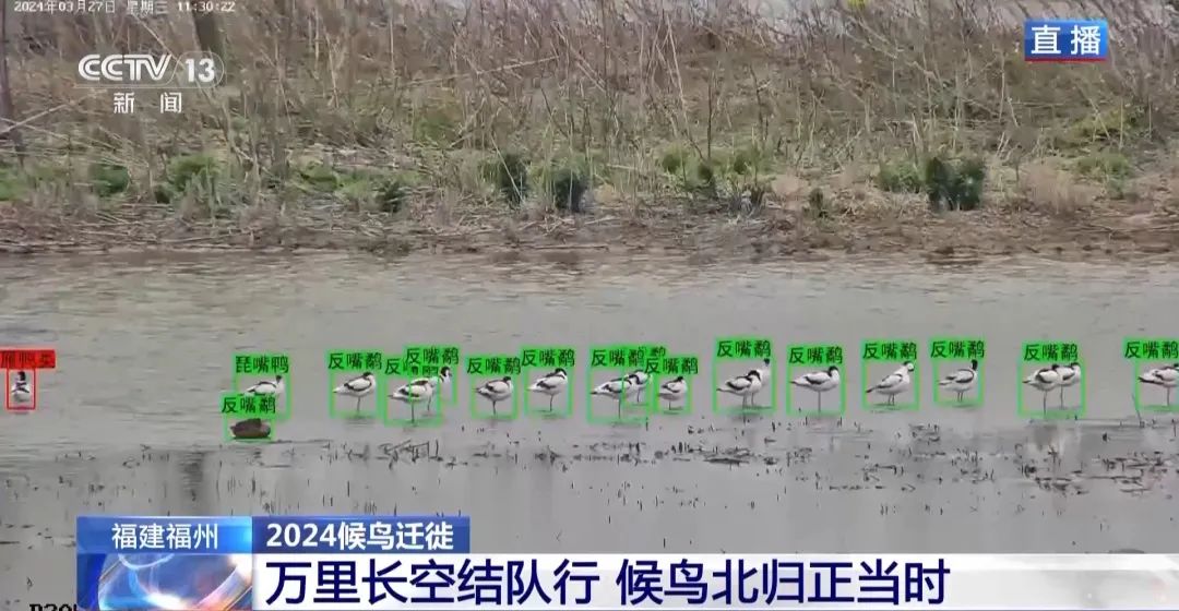 候鳥北歸正當(dāng)時 保護濕地裝上&ldquo;鳥臉識別&rdquo;