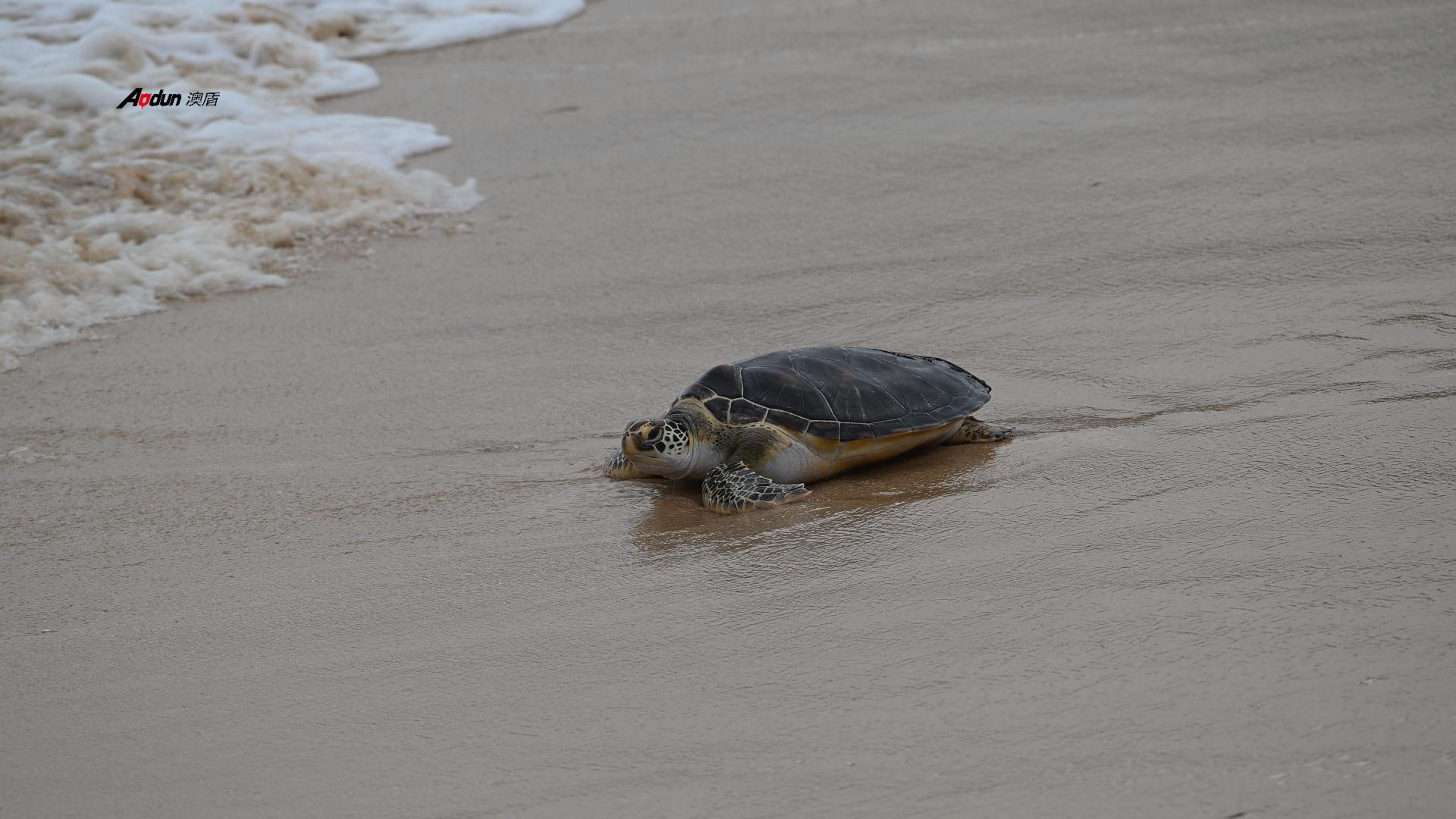 澳盾身邊的自然觀察&mdash;&mdash;綠蠵（xī）龜